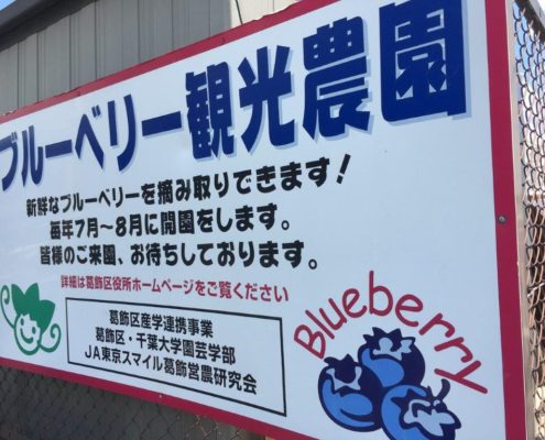 ブルーベリー観光農園