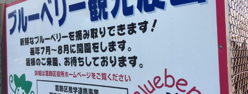 ブルーベリー観光農園